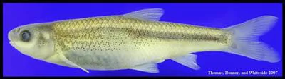 Rio Grande silvery minnow (Hybognathus amarus)