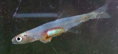 Rio Negro pygmy anchovy (Amazonsprattus scintilla)
