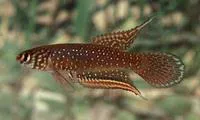 Rio pearlfish (Nematolebias whitei)