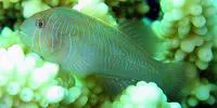 Rippled coralgoby (Gobiodon rivulatus)