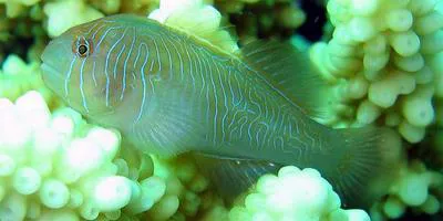 Rippled coralgoby (Gobiodon rivulatus)