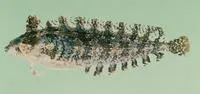 Rippled klipfish (Pavoclinus laurentii)