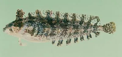 Rippled klipfish (Pavoclinus laurentii)