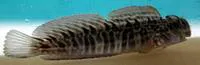 Rippled rockskipper (Istiblennius edentulus)