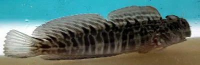 Rippled rockskipper (Istiblennius edentulus)