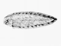 Ripplefin tonguesole (Cynoglossus gilchristi)