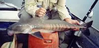 Ripsaw catfish (Oxydoras niger)