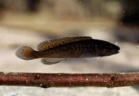 River blackfish (Gadopsis marmoratus)