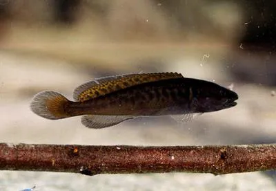River blackfish (Gadopsis marmoratus)