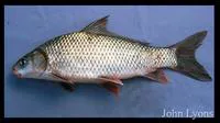 River carpsucker (Carpiodes carpio)
