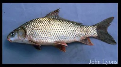 River carpsucker (Carpiodes carpio)