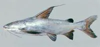 River catfish (Cephalocassis jatia)