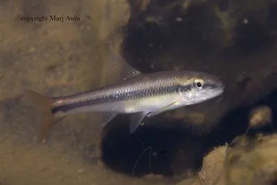 River chub (Nocomis micropogon)