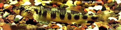 River darter (Percina shumardi)