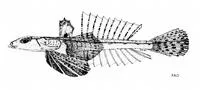 River dragonet (Callionymus fluviatilis)