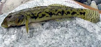 River goby (Awaous banana)