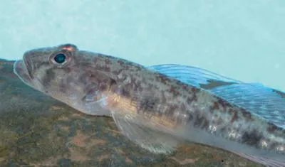 River goby (Glossogobius callidus)