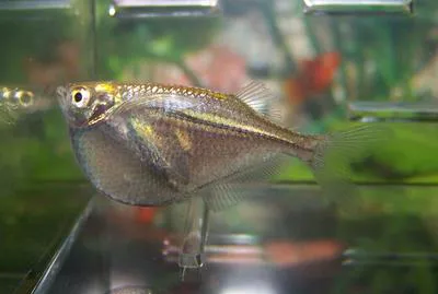 River hatchetfish (Gasteropelecus sternicla)