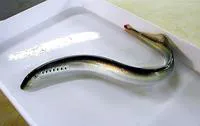 River lamprey (Lampetra fluviatilis)