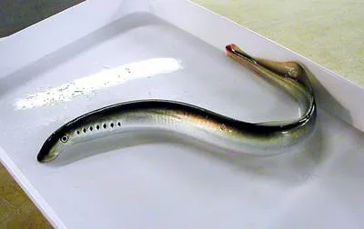 River lamprey (Lampetra fluviatilis)