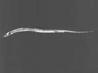 River pipefish (Syngnathus watermeyeri)