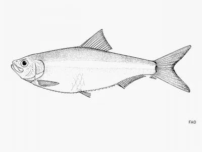 River Plate sprat (Platanichthys platana)