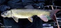 River redhorse (Moxostoma carinatum)