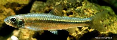 River shiner (Notropis blennius)