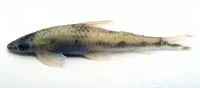 River stone carp (Psilorhynchus sucatio)