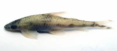 River stone carp (Psilorhynchus sucatio)