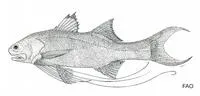 River threadfin (Polydactylus macrophthalmus)