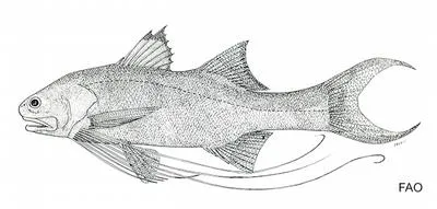River threadfin (Polydactylus macrophthalmus)