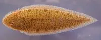 River tonguesole (Cynoglossus feldmanni)
