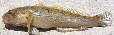 Riverine goby (Ponticola rhodioni)