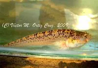 Riverine stargazer (Dactyloscopus amnis)