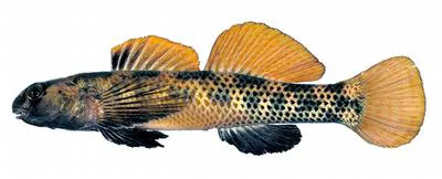 Riverweed darter (Etheostoma podostemone)