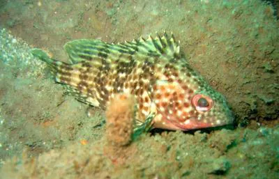 Rivulated mutton hamlet (Alphestes multiguttatus)