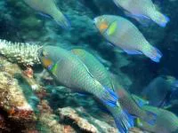 Rivulated parrotfish (Scarus rivulatus)