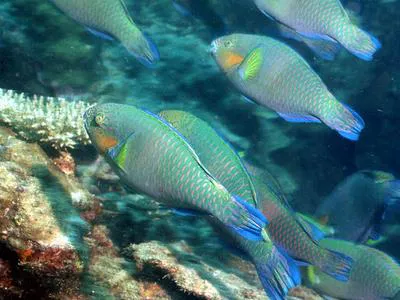 Rivulated parrotfish (Scarus rivulatus)