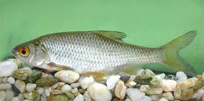 Roach (Rutilus rutilus)