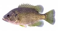 Roanoke bass (Ambloplites cavifrons)