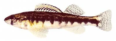 Roanoke darter (Percina roanoka)