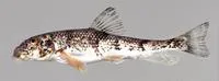 Roanoke hog sucker (Hypentelium roanokense)