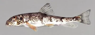 Roanoke hog sucker (Hypentelium roanokense)