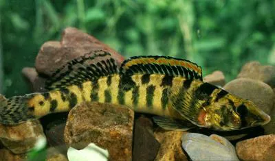 Roanoke logperch (Percina rex)