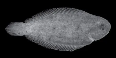Robert?s Sole (Leptachirus robertsi)
