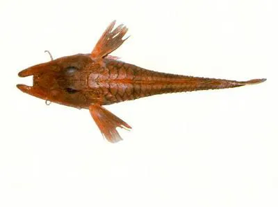 Robust armoured-gurnard (Satyrichthys welchi)