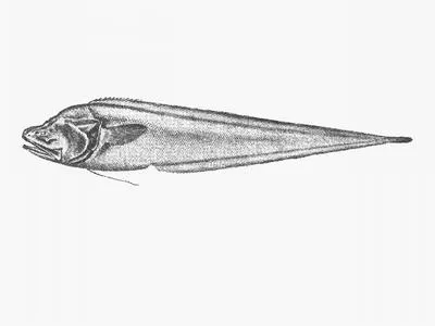 Robust assfish (Bassozetus robustus)