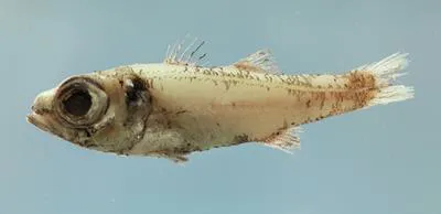 Robust cardinalfish (Epigonus robustus)