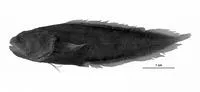 Robust coralbrotula (Diancistrus robustus)